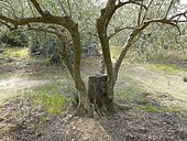 After the catastrophic freeze of 1956, taken again from new branches since the strain of the olive tree. March 2014, Argeles sur mer, France