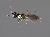 Parasitic wasp (Eupelmus kiefferi) which very often lays in the galls of the inlets (Dittrichia viscosa) but never in the olives like other Eupelmidae.