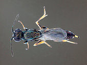 The best enemy of the olive fly parasitoid (Eupelmus confusus) emerged from an olive, length 4.1 mm
