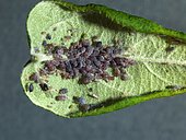 Brown aphids under a leaf of apple tree.