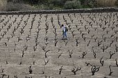 Treatment of vines with a weed killer (Glyphosate). More than one weed is present. Banyuls on Wed, the 27.2.2014, France