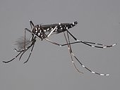 Asian tiger Mosquito (Aedes albopictus) female caught in a garden, Banyuls sur mer, France