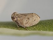 Common issid planthopper (Issus coleoptratus) on olive leaf