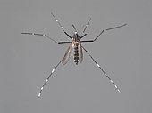 Asian tiger Mosquito (Aedes albopictus) female caught in a garden, Banyuls sur mer, France