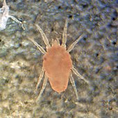 Yellow mite (Lorryia formosa) under an olive leaf, Size: 320 μ
