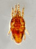 Photomicrograph of mite (Brevipalpus oleae) caught on olive leaves, size 300 μm, Espolla, Spain