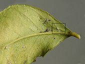 Tasks on the underside of a lemon tree leaf affected by mite bites. Note, the box is enlarged on another photograph.