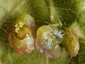Blisters of erinosis of the vine, the galls were opened to see the eggs of mites, Grape Erineum Mite (Colomerus vitis)