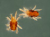 Two Red spider mite (Tetranychus urticae)