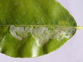 Leaf of lemon tree mined by a Citrus Miner's larva (Phyllocnistis citrella), visible on the lower left