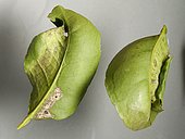 Reverse twisted leaves of lemon tree, and folds under which colonies of mites develops. Municipality of Espolla, Spain.