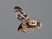 Parasitic fly of nuts (Rhagoletis completa). This insect lays its eggs on the nuts, whose maggots eat the husks and nuts.Female with her ovipositor released.