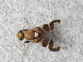 Parasitic fly of nuts (Rhagoletis completa). This insect lays its eggs on the nuts, whose maggots eat the husks and nuts.
