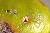 Demonstration of biological control: This parasitoid (Eupelmus confusus) has just emerged from the olive fly gallery in place of a fly (Bactrocera oleae)