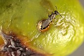 Beautiful demonstration of the biological fight: the parasitoid (Eupelmus confusus) emerges from a fly gallery of the olive of which it has eaten the larva!