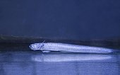 Warasebo (Odontamblyopus lacepedii), Ile de Kyushu, Japon, Poisson commercialisé, pour être mangé une fois séché. Ce poisson tout en longueur vit dans la vase. Sa tête, et notamment sa forte dentition, lui ont valu le surnom "d'alien" en référence à la créature du film de science fiction.