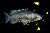 Giant grouper (Epinephelus lanceolatus) followed by his horde of Golden trevallies (Gnathanodon speciosus) at 85 m depth, Mayotte