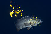 Giant grouper (Epinephelus lanceolatus) followed by his horde of Golden trevallies (Gnathanodon speciosus) at 85 m depth, Mayotte