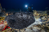 Blotched fantail ray (Taeniura meyeni) resting on a rock of the arch 75 m deep, Mayotte