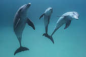 Indian Ocean bottlenose dolphin (Tursiops aduncus) in the lagoon, M'Tsamboro Islet, Mayotte