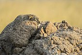 Leopard (Panthera pardus), stalking, sneaking over a termite mound, Maasai Mara National Reserve, Kenya, Africa
