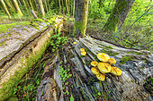 Pholiota limonella in a forest of Bugey, Ain, France