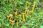 Funnel chanterelles on moss, Bauges, Northern Alps, France