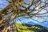 Centenary maple facing the Mont Blanc massif, Mayeres alpine pastures, Sallanches region, Haute Savoie, Alps, France