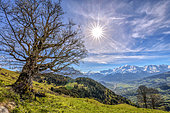 Centenary maple facing the Mont Blanc massif, Mayeres alpine pastures, Sallanches region, Haute Savoie, Alps, France