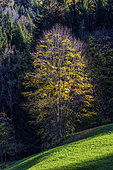Light play in the foliage of a maple in autumn, Aravis Massif, Haute Savoie, Alps, France