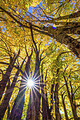 Light play in maple foliage in autumn, Aravis Massif, Haute Savoie, Alps, France