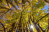 Light play in maple foliage in autumn, Aravis Massif, Haute Savoie, Alps, France