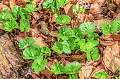 Young Beech (Fagus sylvatica) shoots in forest, Haut Jura, France