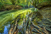 Roots of an alder on the banks of Cheran in autumn, Nature Reserve of the Marsh of Lavours, Bugey, Ain, France