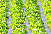 Lettuce (Lactuca sativa) on plastic mulches, Maraish, Rumilly region, Haute Savoie, France