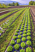 Lettuce (Lactuca sativa) on plastic mulches, Maraish, Rumilly region, Haute Savoie, France