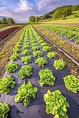 Lettuce (Lactuca sativa) on plastic mulches, Maraish, Rumilly region, Haute Savoie, France