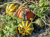Squash 'Guzcoy', Cucurbita pepo 'Guzcoy'