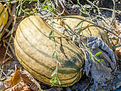 Peanut Squash 'Delicata', Cucurbita pepo 'Delicata'
