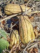 Peanut Squash 'Delicata', Cucurbita pepo 'Delicata'