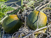 Squash 'Gemini F1', Cucurbita pepo 'Gemini F1'