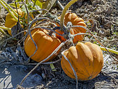 Scallop squash 'Patisson Orange', Cucurbita pepo 'Patisson Orange'