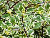 Plectranthus madagascariensis 'Variegated Mint Leaf'