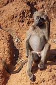 Chacma baboon (Papio ursinus) young scratching his head, Kruger, South Africa