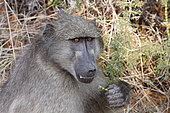 Chacma baboon (Papio ursinus) eating pods of Acacia, Kruger NP, South Africa