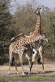 Necking sequence between two males Giraffe (Giraffa camelopardalis) seeking to unbalance, Kruger NP, South Africa