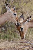 Grooming sequence between two young Impala males (Aepyceros melampus), Kruger NP, South Africa