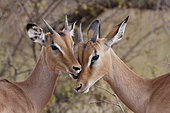 Sequence of grooming between two young male Impala (Aepyceros melampus), Kruger NP, South Africa