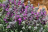 Cat thyme (Teucrium marum) flowers, Biotope: Cracks in rocks and coastal slopes, Gulf of Porto, Corsica, France