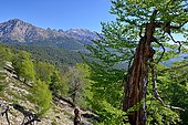 Beech forest and Laricio pines in the direction of Lake Nino: Regional Natural Park of Corsica, France